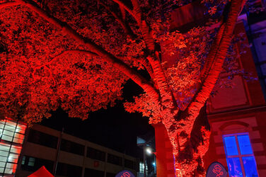 View at night from below into the crown of a red-lit plane tree.