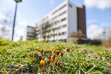 Foto von orangefarbenen Krokussen vorm Gebäude 44, welches nur sehr unscharf im Hintergrund erkennbar ist. __ <br>Orange crocuses in front of building 44, which can only be seen very blurred in the background.