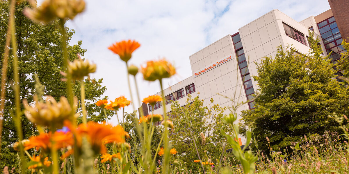 Photo of a flower meadow in focus, a building is recognizable in the background.