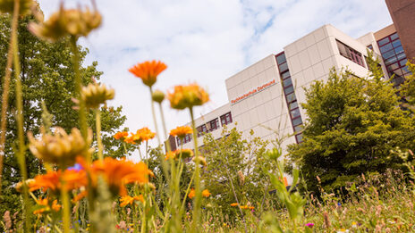 Photo of a flower meadow in focus, a building is recognizable in the background.