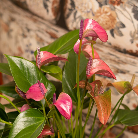 Nahansicht einer blühenden Flamingoblume.